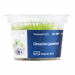 Biljka Climacium japonicum  in vitro