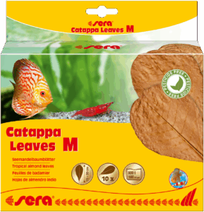 Cattapa lišće