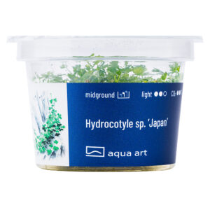 Biljka Hydrocotyle tripartita "Japan" in vitro