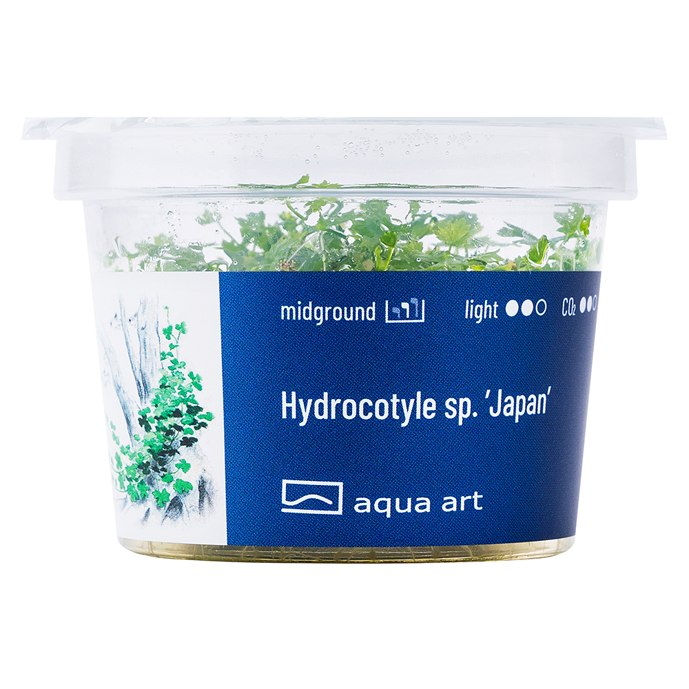 Biljka Hydrocotyle tripartita "Japan" in vitro
