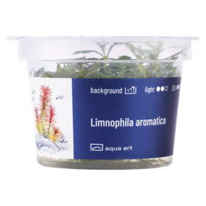 Biljka Limnophila aromatica in vitro