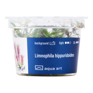 Biljka Limnophila hippuridoides in vitro