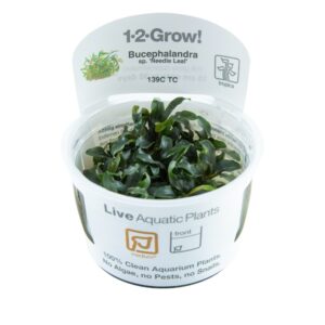 Biljka Bucephalandra "Needle leaf" Tropica