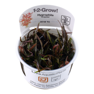 Biljka Hygrophila lancea "Araguaia"in vitro Tropica