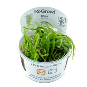 TC057 Biljka Blyxa Japonica Tropica