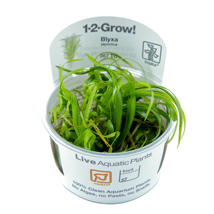 TC057 Biljka Blyxa Japonica Tropica