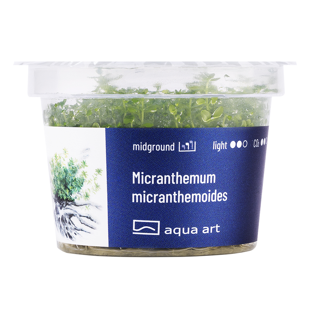 Biljka Micranthemum micranthemoides in vitro
