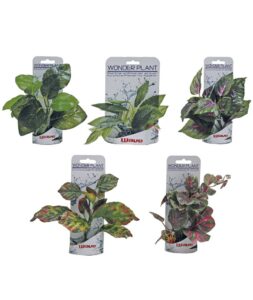 Wonder plant