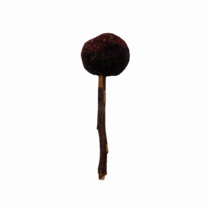 R1075263 Poslastica za glodavce Loly borovnica 25g