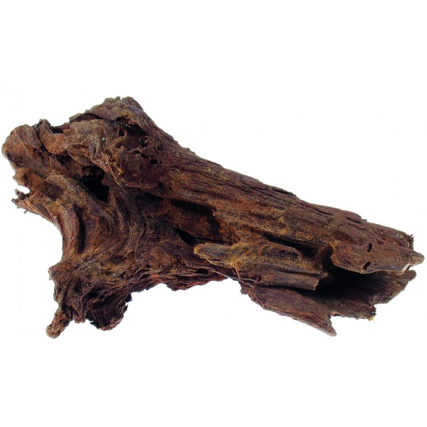 Drvo mangrovia tatrapet
