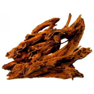 Drvo mangrovia tatrapet
