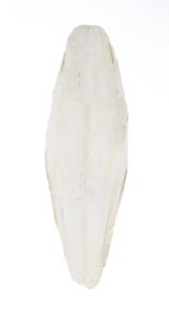 Sipina kost 1 kom 17-20cm Tatrapet