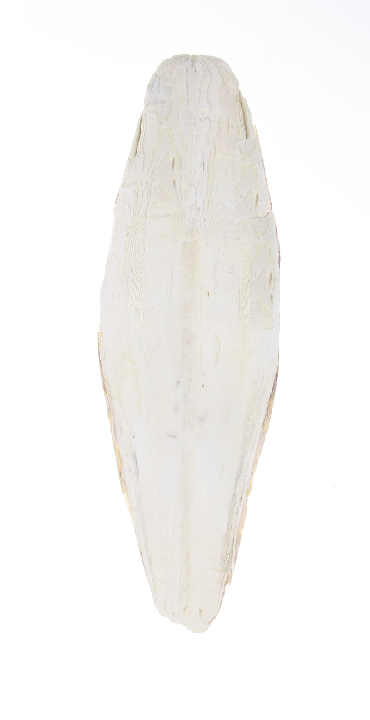Sipina kost 1 kom 17-20cm Tatrapet