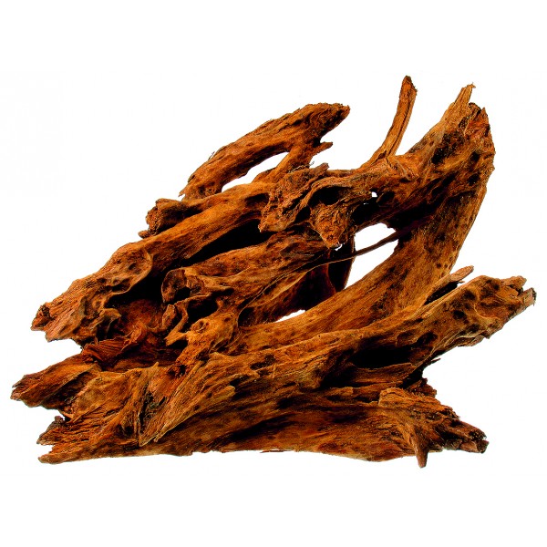 Drvo mangrovia tatrapet
