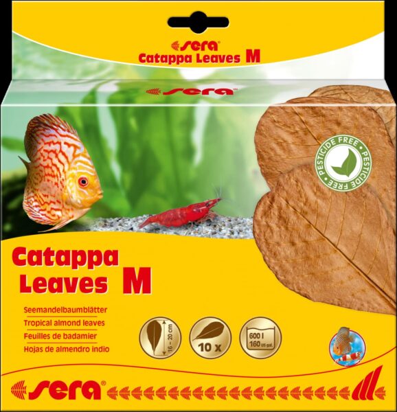Cattapa lišće