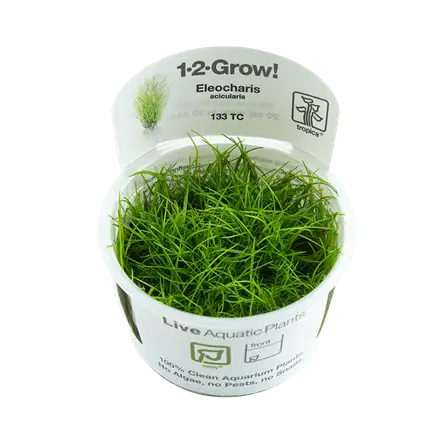 3800 Biljka Eleocharis acicularis in vitro