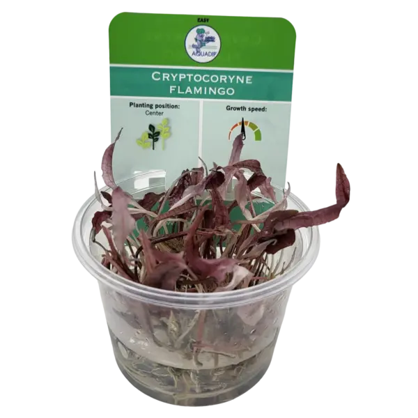 2750 Biljka Cryptocoryne flamingo in vitro