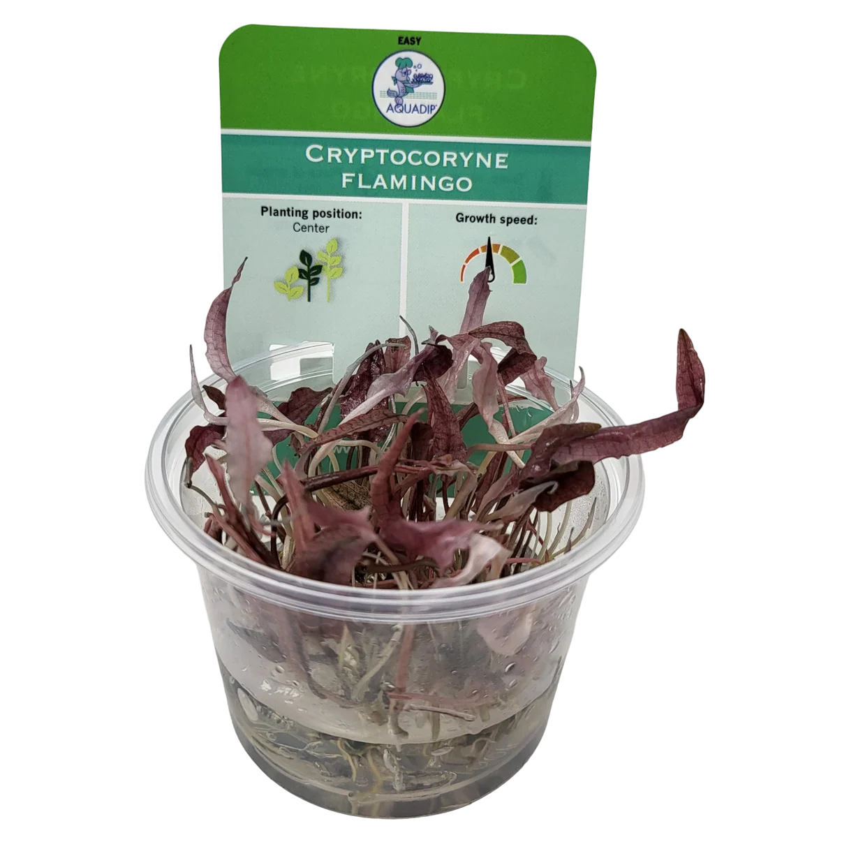 2750 Biljka Cryptocoryne flamingo in vitro