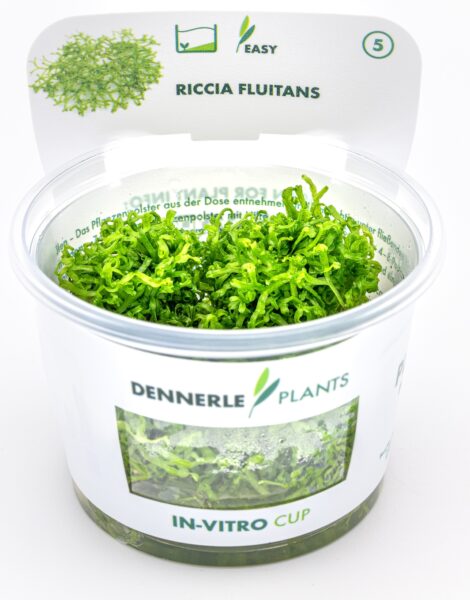 7975 Biljka Riccia fluitans in vitro